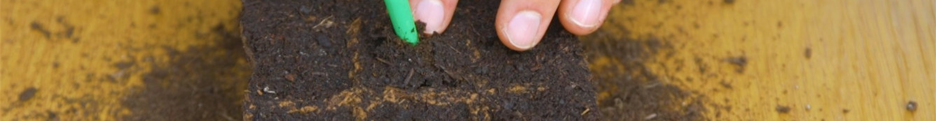 Gemüsepaprika - Aussaat (Thumbnail)