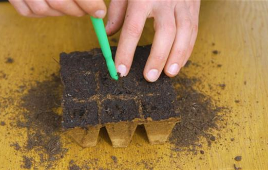 Gemüsepaprika - Aussaat Gemüsepaprika - Aussaat