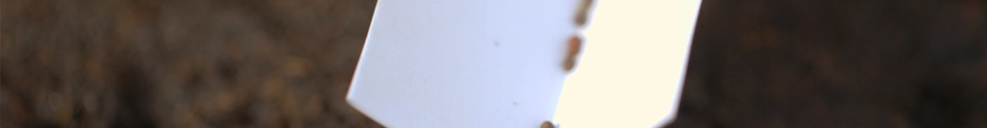 Brokkoli - Aussaat (Thumbnail)