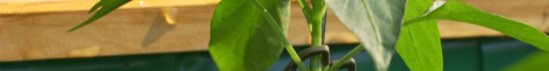Gemüse-Paprika - Einpflanzen im Hochbeet (Thumbnail)