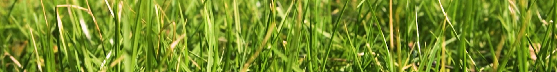 Rasen anlegen (Thumbnail)