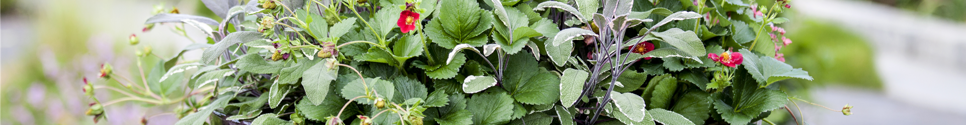 Salvia officinalis 'Tricolor'