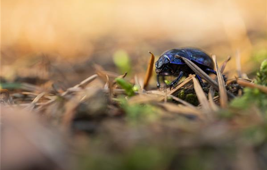 Ökologisch gärtnern Ökologisch gärtnern
