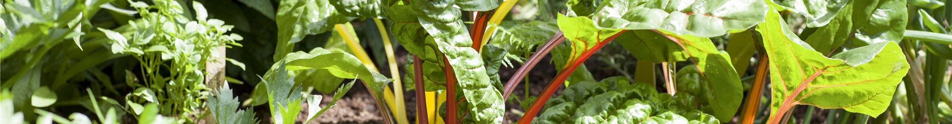 Beta vulgaris var. cicla