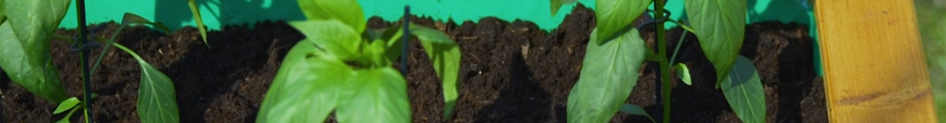 Jalapeno Paprika - Einpflanzen im Hochbeet (Thumbnail)