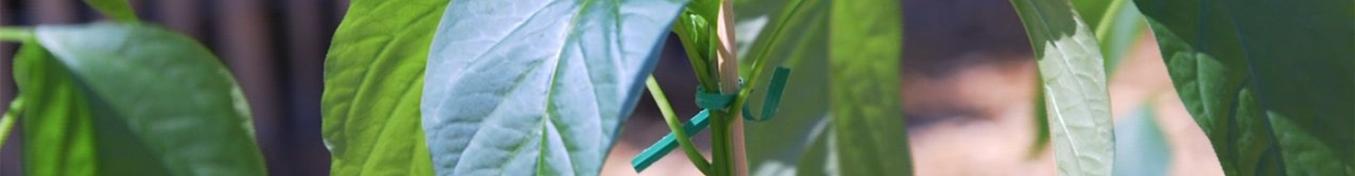Jalapeno Paprika - Einpflanzen im Gemüsebeet (Thumbnail)