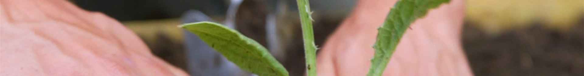 Artischocken - Einpflanzen im Garten (Thumbnail)