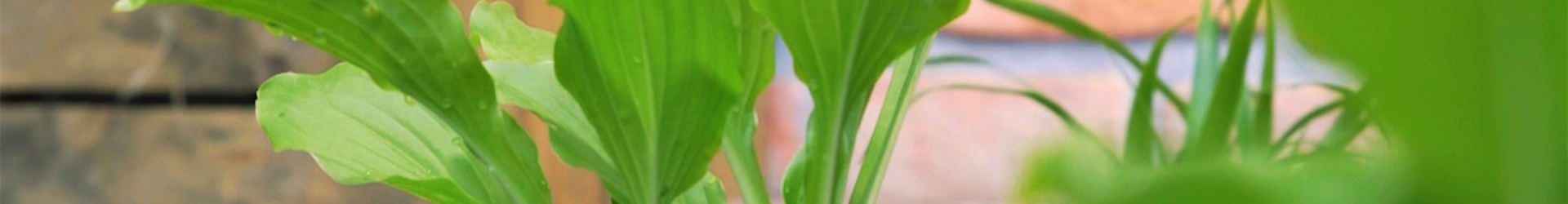 Funkie - Einpflanzen im Garten (Thumbnail)