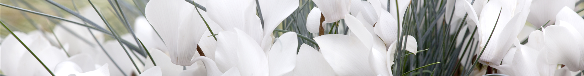 Cyclamen persicum Cyclamen persicum