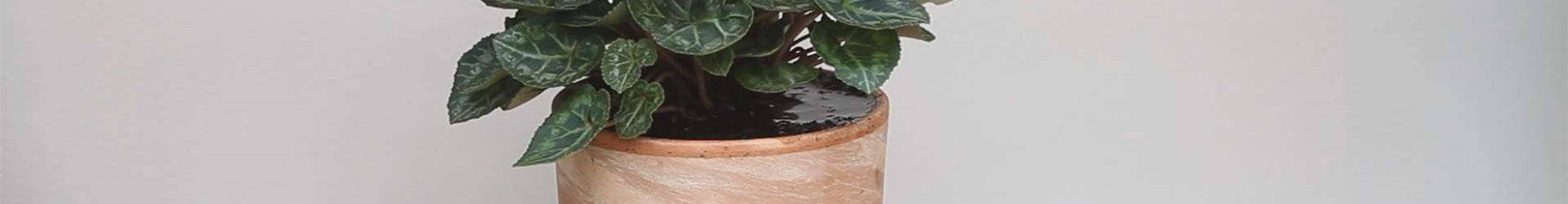 Alpenveilchen - Einpflanzen in ein Gefäß (thumbnail) Alpenveilchen - Einpflanzen in ein Gefäß (thumbnail)