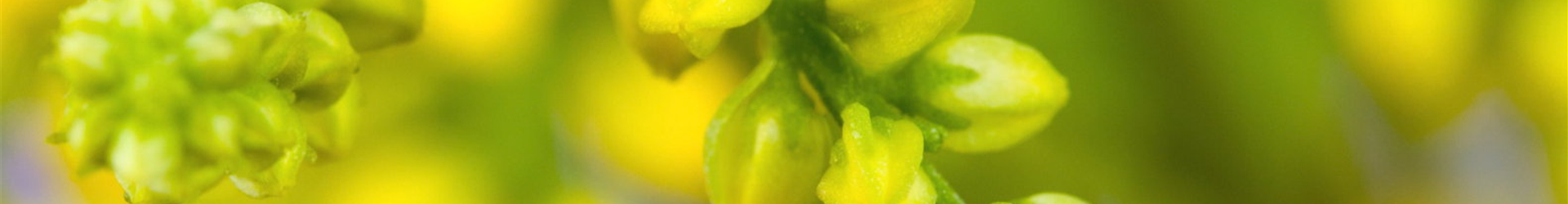 Goldtröpfchen - Einpflanzen im Garten (Thumbnail)