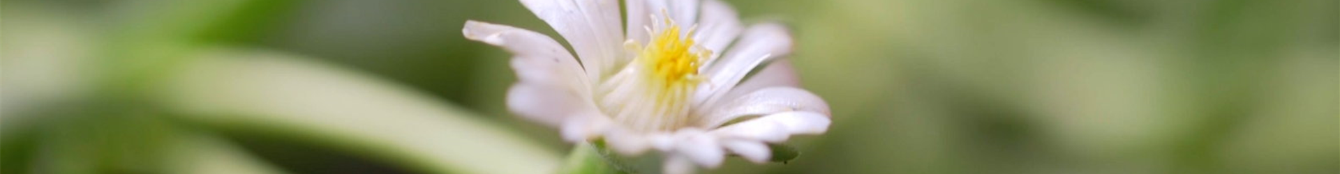 Kriechende Mittagsblume - Einpflanzen im Garten (Thumbnail)