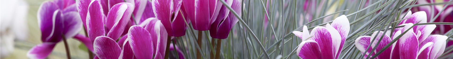 Cyclamen persicum Cyclamen persicum