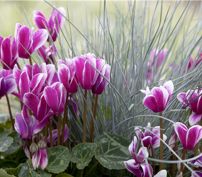 Alpenveilchen, zeitlose Klassiker  Alpenveilchen, zeitlose Klassiker