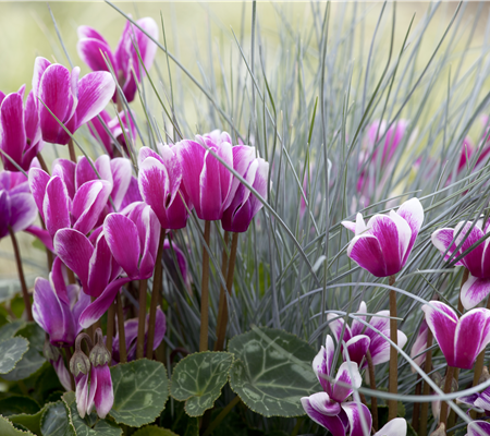 Alpenveilchen, zeitlose Klassiker 