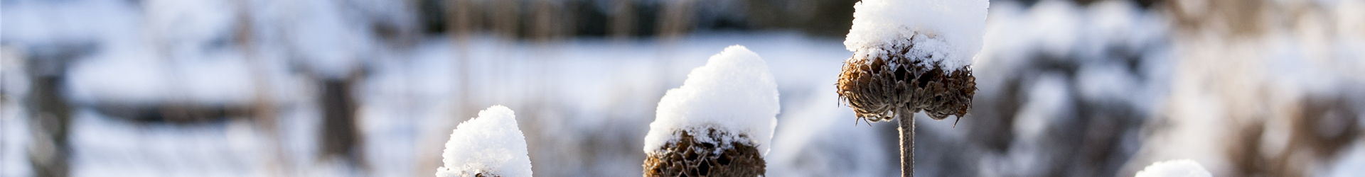 Sträucher mit Schnee