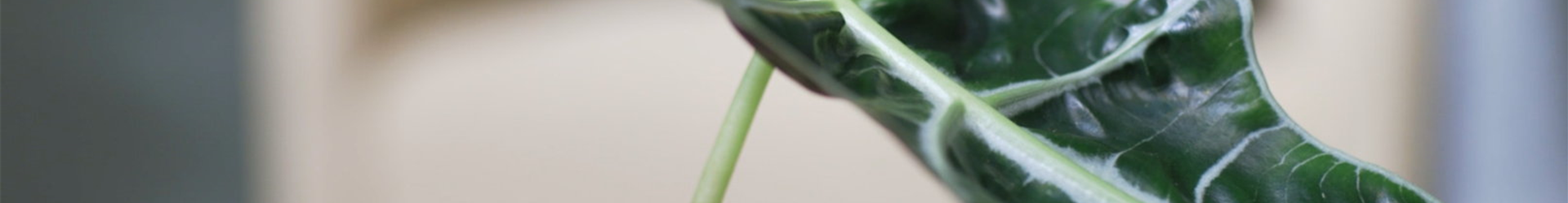 Pfeilblatt - Umtopfen (Thumbnail)