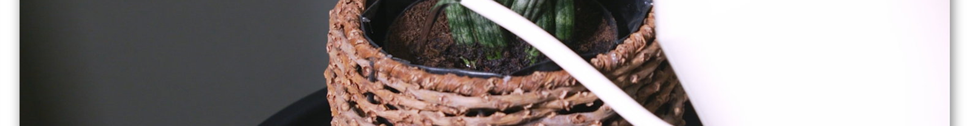 Bogenhanf Spaghetti - Umtopfen (Thumbnail)