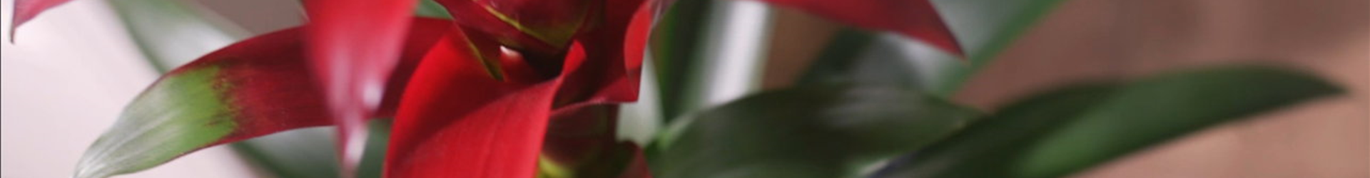 Zimmerpflanzenportrait Bromelie rot (Thumbnail)
