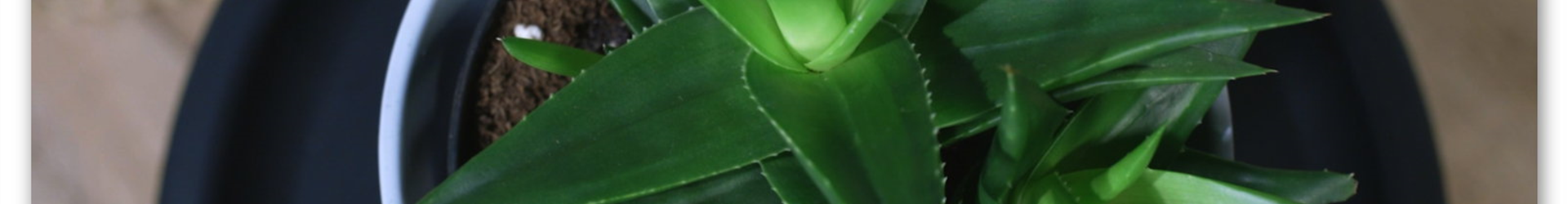 Zimmerpflanzenportrait - Aloe Vera (Thumbnail)