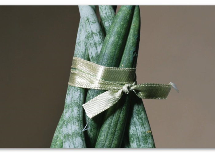 Zimmerpflanzenportrait - Bogenhanf "Spaghetti" 