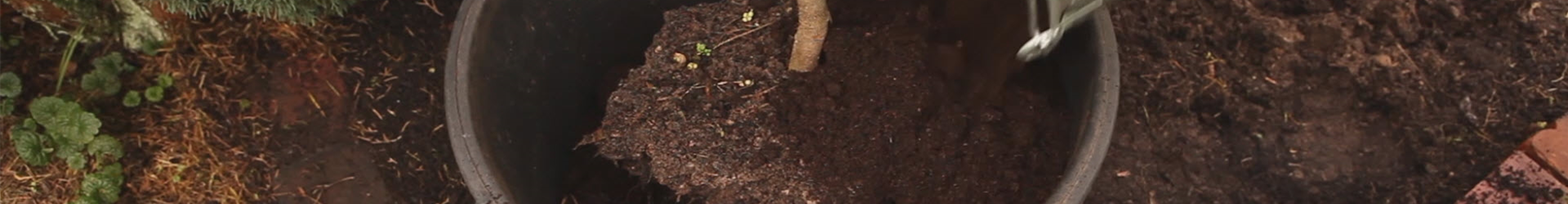 Olivenbaum - Überwintern (thumbnail) Olivenbaum - Überwintern (thumbnail)