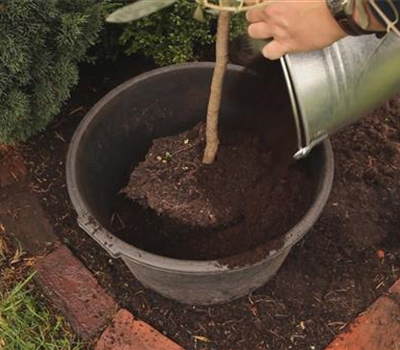 Olivenbaum - Überwintern Olivenbaum - Überwintern