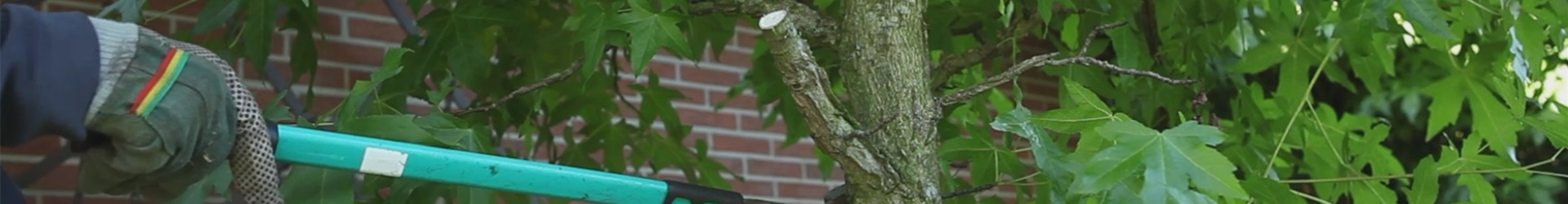 Laubgehölz - Zurückschneiden im Herbst (thumbnail) Laubgehölz - Zurückschneiden im Herbst (thumbnail)