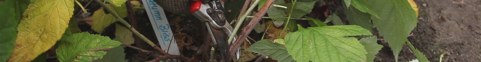 Himbeeren - Zurückschneiden im Herbst (thumbnail) Himbeeren - Zurückschneiden im Herbst (thumbnail)