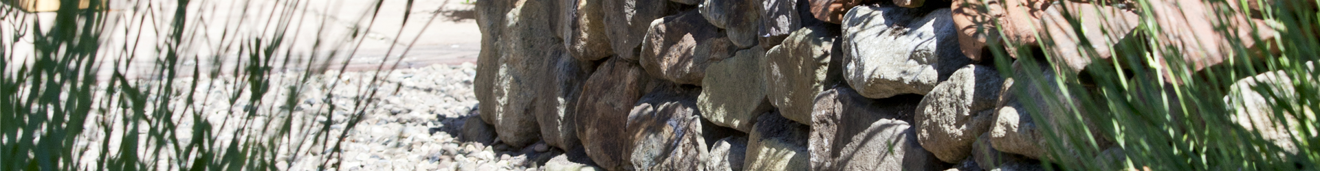 Perovskia atriplicifolia Perovskia atriplicifolia