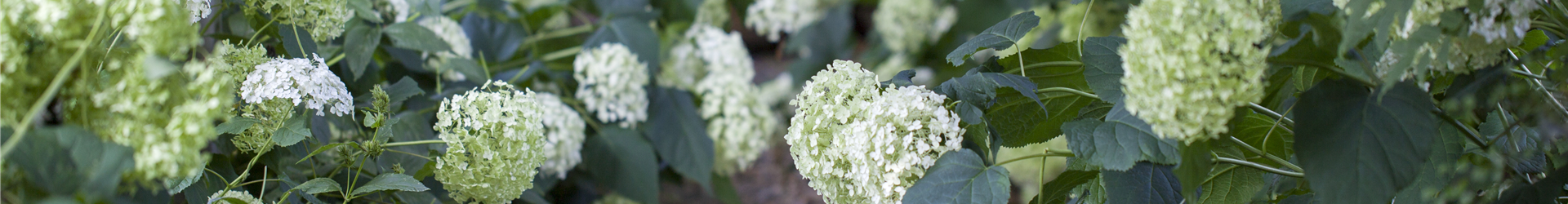 Hydrangea arborescens 'Annabelle'