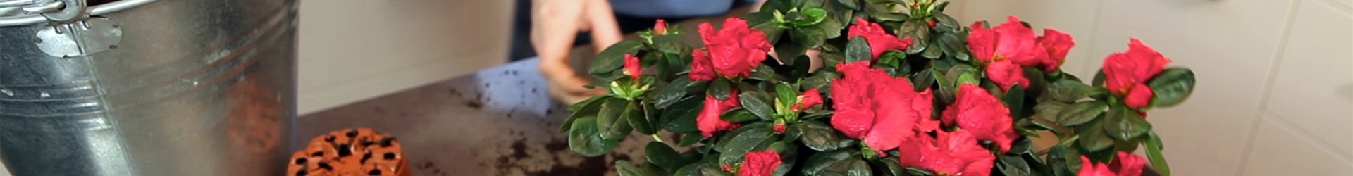 Azalee - Einpflanzen in ein Gefäß (thumbnail) Azalee - Einpflanzen in ein Gefäß (thumbnail)