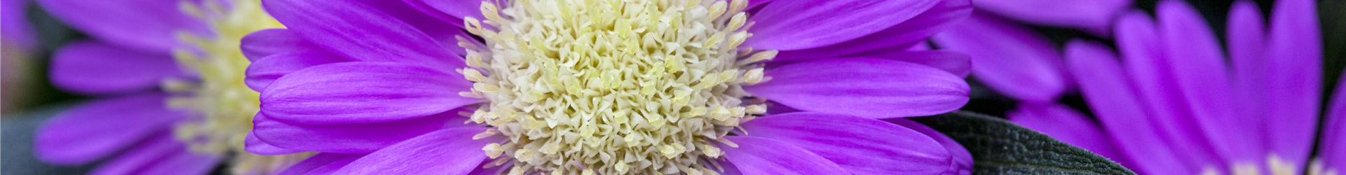 Chrysanthemum Tiara® 'Orchid Pink'