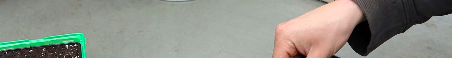 Zwergastern - Aussäen von Samen (thumbnail) Zwergastern - Aussäen von Samen (thumbnail)