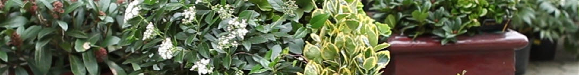 Blumenkübel - Dauerhafte Bepflanzung (Anleitung - 8)