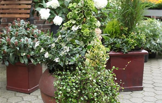 Kübelpflanzen windsicher machen Kübelpflanzen windsicher machen