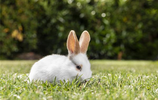 Igel, Kaninchen und Co. - unsere Gartenbewohner Igel, Kaninchen und Co. - unsere Gartenbewohner
