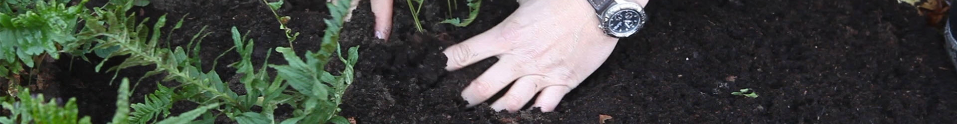 Farn - Teilen und Vermehren (thumbnail) Farn - Teilen und Vermehren (thumbnail)