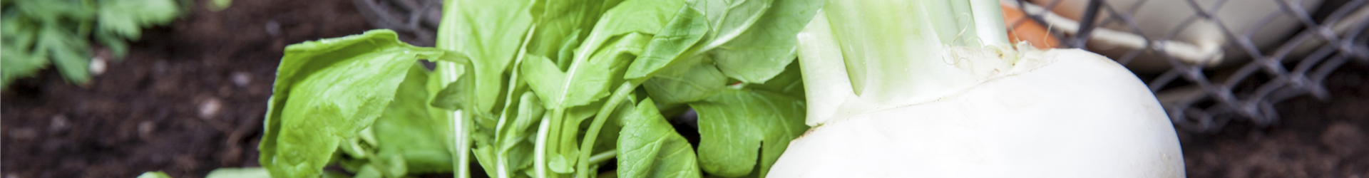 Raphanus sativus var. sativus