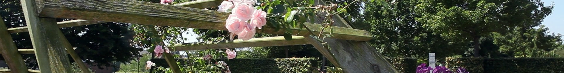 Gartengestaltung - Rosengarten (thumbnail) Gartengestaltung - Rosengarten (thumbnail)