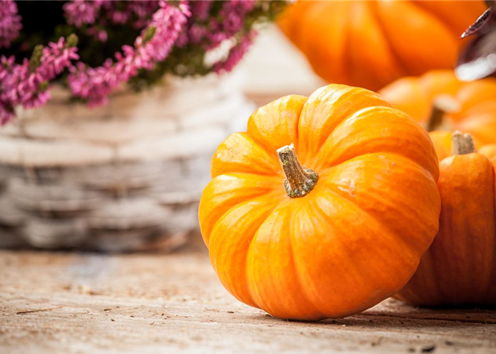 Der Nutzgarten: Selbstbedienung im eigenen Beet