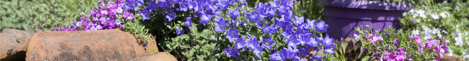 Campanula portenschlagiana