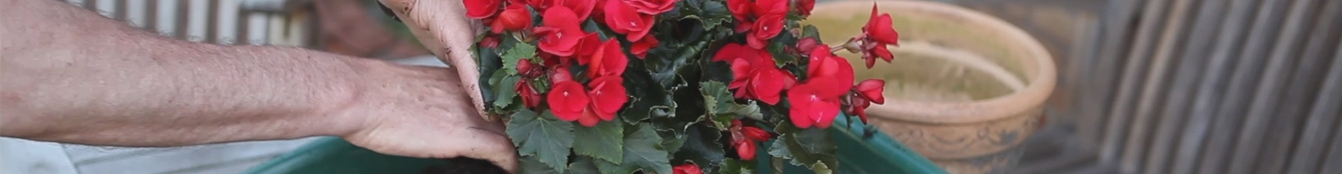 Blumenkübel - Bepflanzen mit Sommerblumen (thumbnail) Blumenkübel - Bepflanzen mit Sommerblumen (thumbnail)