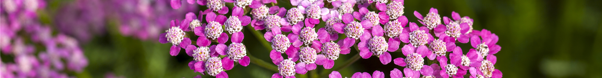 Achillea millefolium 'Lilac Beauty'