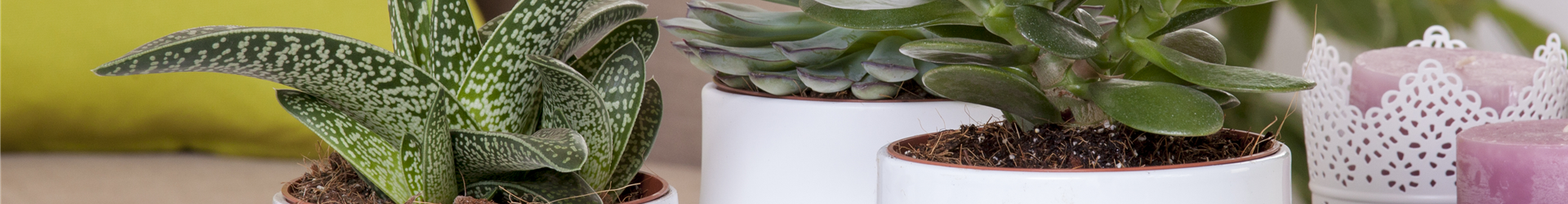 Aloe aristata 'Magic'